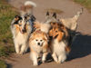 Sheltie Foto: zwei Shelties am Flirten :) (ID 28406) Sheltie Hund