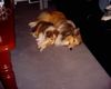 Sheltie Foto: Sunko 17 Monate und Jo-Lee 4 Monate (ID 20413) Sheltie Hund