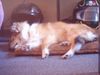 Sheltie Foto: So eine Spritztour auf'm Moped macht ganz schön müde (ID 18126) Sheltie Hund