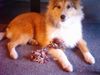 Sheltie Foto: Sunko 5 Monate (ID 17708) Sheltie Hund
