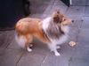 Sheltie Foto: Sunko 14 Monate (ID 17715) Sheltie Hund