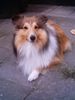 Sheltie Foto: Sunko 14 Monate (ID 17713) Sheltie Hund