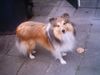 Sheltie Foto: Sunko 14 Monate (ID 17714) Sheltie Hund