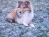 Sheltie Foto: Sunko 5 Monate im Schnee (ID 18125) Sheltie Hund