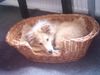 Sheltie Foto: Sunko 5 Monate (ID 17705) Sheltie Hund