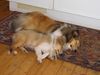 Sheltie Foto: Sunko und Jo-Lee (ID 17712) Sheltie Hund