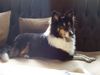 Sheltie Foto: Sharin vom Insulaner (ID 7879) Sheltie Hund