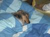 Sheltie Foto: CORA (ID 23227) Sheltie Hund