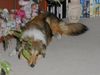 Sheltie Foto: Meine Süsse (ID 23497) Sheltie Hund