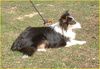 Sheltie Foto: unser tricolor Rüde (ID 4960) Sheltie Hund