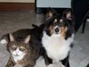 Sheltie Foto: Sharin vom Insulaner (ID 7873) Sheltie Hund