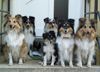 Sheltie Foto: Shelties 2003 (ID 10018) Sheltie Hund