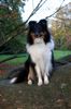 Sheltie Foto: Charmed Choice from a Beloved Home (ID 16410) Sheltie Hund