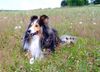 Sheltie Foto: Whitey (ID 5714) Sheltie Hund