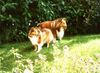 Sheltie Foto: Wir sind Nelly & Kuschie (Nachfolger v.Loki) (ID 12363) Sheltie Hund