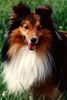 Sheltie Foto: Wisky v. Rindsberg Porträt (ID 3284) Sheltie Hund