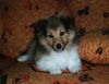 Sheltie Foto: Yardy vom Heidegarten (ID 5116) Sheltie Hund