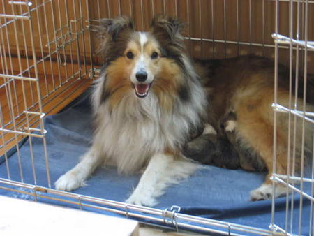 Sheltie Jo-Lee mit ihren 1 Tag alten Welpen