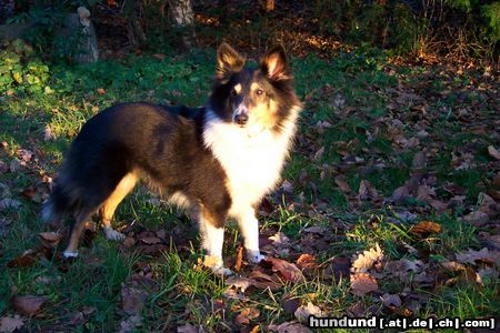 Sheltie Hunde Foto 7872 Sheltie Sharin vom Insulaner
