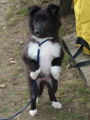 Sheltie Robin of Cherryglen