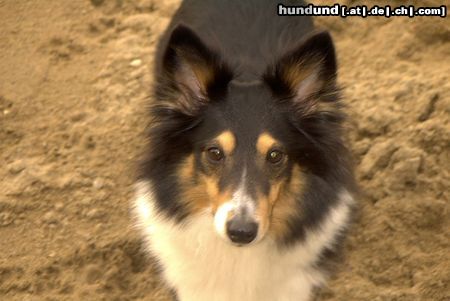 Sheltie Hunde Foto 7870 Sheltie Sharin vom Insulaner