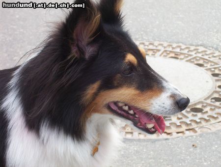 Sheltie Hunde Foto 7871 Sheltie Sharin vom Insulaner