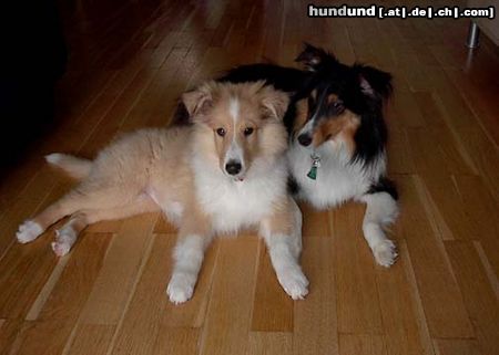 Sheltie Hunde Foto 6066 Sheltie Sheila(sable collie) und Shelbie(Tri Color Sheltie)