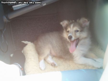 Sheltie Hunde Foto 17703 Sheltie Sunko 2 Monate