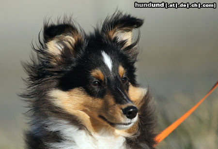 Sheltie Sheltie Quinn mit 5 Monaten