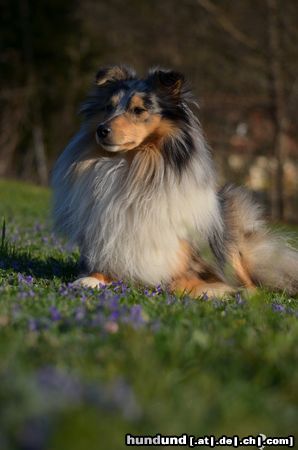 Sheltie Hier auf den Bild ist mein Pongo (Zabadak of Cherryglen) in der Osterzeit zu sehen.