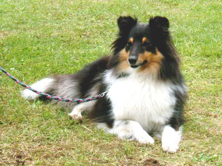Sheltie Hunde Foto 820 Sheltie