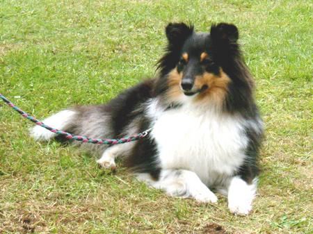 Sheltie 