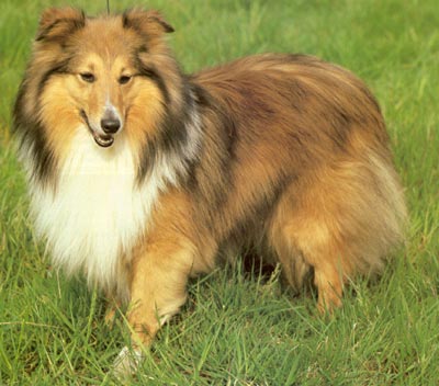 Sheltie Hunde Foto 142 Sheltie