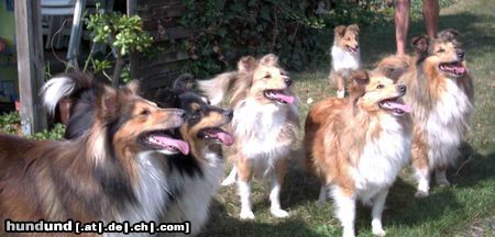 Sheltie Hunde Foto 6842 Sheltie Das ist unsere Sheltiebande