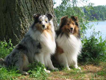 Sheltie Hunde Foto 28403 in höherer Auflösung ansehen Sheltie Comedy's Exception
