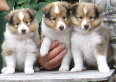 Sheltie Amalia,Alexia u.Adriane v.h.Xyloswater