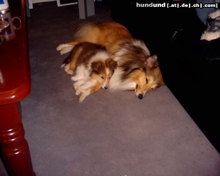 Sheltie Hunde Foto 20413 Sheltie Sunko 17 Monate und Jo-Lee 4 Monate