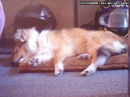 Sheltie Hunde Foto 18126 Sheltie So eine Spritztour auf'm Moped macht ganz schön müde
