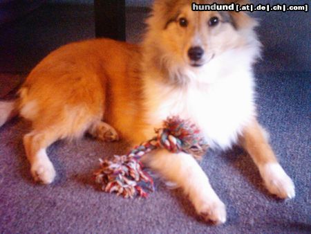 Sheltie Hunde Foto 17708 Sheltie Sunko 5 Monate