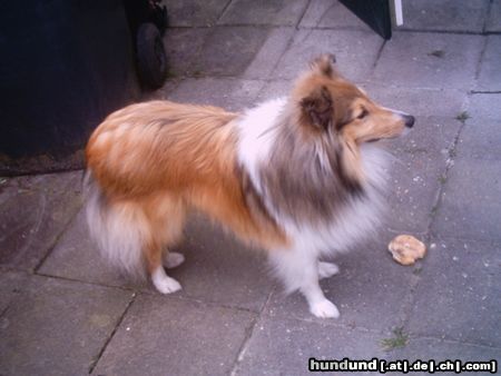 Sheltie Hunde Foto 17715 Sheltie Sunko 14 Monate