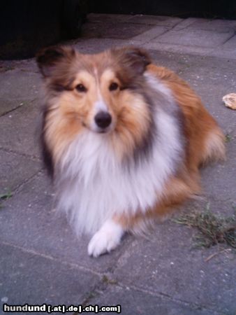 Sheltie Hunde Foto 17713 Sheltie Sunko 14 Monate