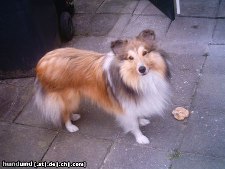 Sheltie Hunde Foto 17714 Sheltie Sunko 14 Monate