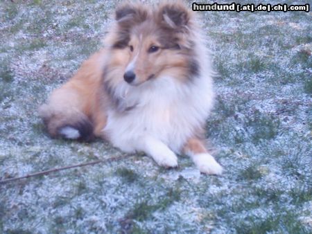 Sheltie Hunde Foto 18125 Sheltie Sunko 5 Monate im Schnee