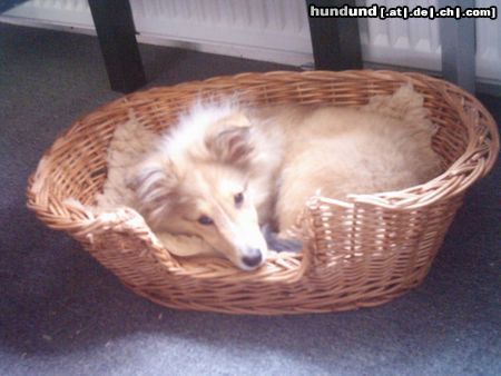 Sheltie Hunde Foto 17705 Sheltie Sunko 5 Monate