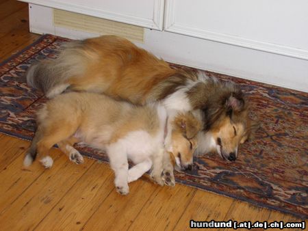 Sheltie Hunde Foto 17712 Sheltie Sunko und Jo-Lee