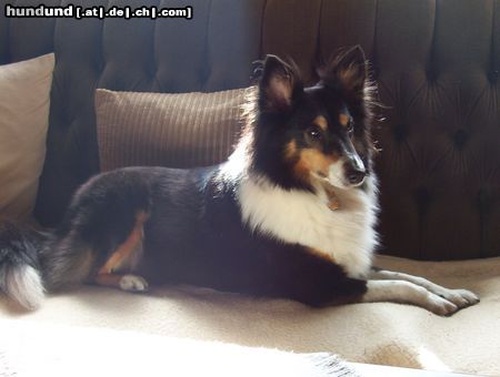 Sheltie Hunde Foto 7879 Sheltie Sharin vom Insulaner