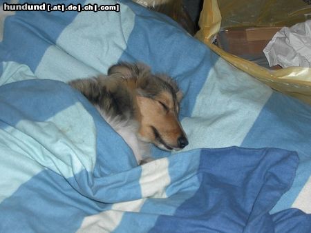 Sheltie Hunde Foto 23227 Sheltie CORA