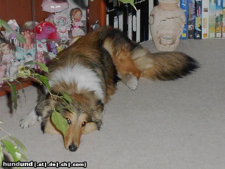 Sheltie Hunde Foto 23497 Sheltie Meine Süsse