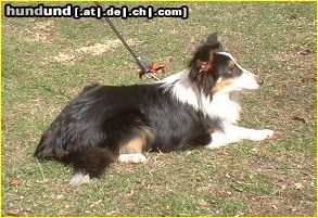 Sheltie Hunde Foto 4960 Sheltie unser tricolor Rüde