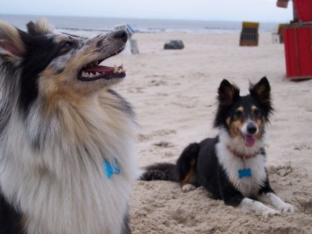 Sheltie Hunde Foto 41426 in höherer Auflösung ansehen Sheltie Sharin &Nuprin